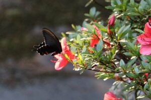 29日の三条は最高気温32.3度でことし最高、初めての真夏日の猛暑
