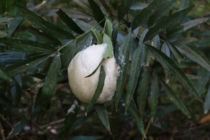 華蔵院の池にモリアオガエルの巣が下がる