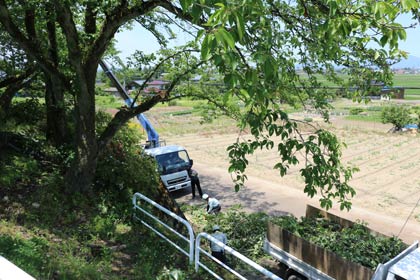 三条造園建設業協会が「県央寮」で昨冬の大雪で枝折れしたサクラのせん定のボランティア
