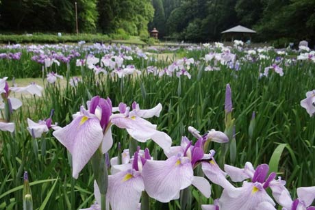 花菖蒲まつりが開かれているしらさぎ森林公園