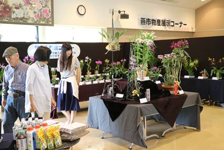 道の駅国上のふれあいパーク久賀美で開かれている越後洋らん倶楽部主催の「初夏の洋らん展」