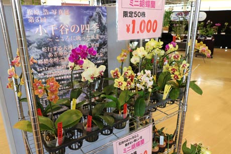1,000円で販売しているミニ胡蝶蘭