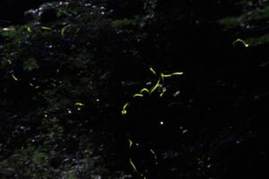 岩室温泉で冬妻のホタルが飛翔のピーク、今週末はさまざまなイベントで見物客を歓迎