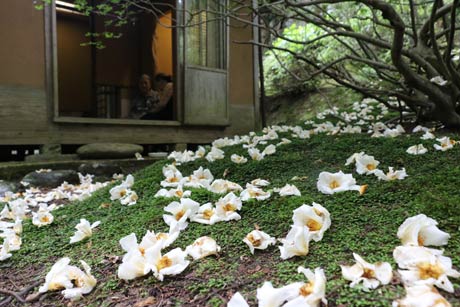 華蔵院の庭にはコケの上にナツツバキの白い花が散る