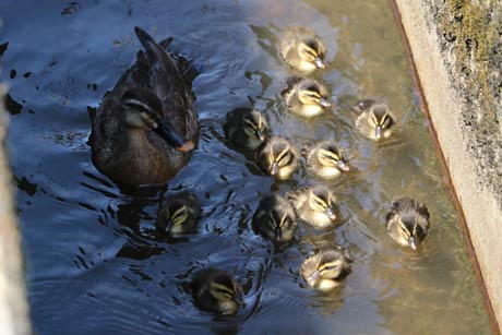 三条市北入蔵に13羽のカルガモの親子