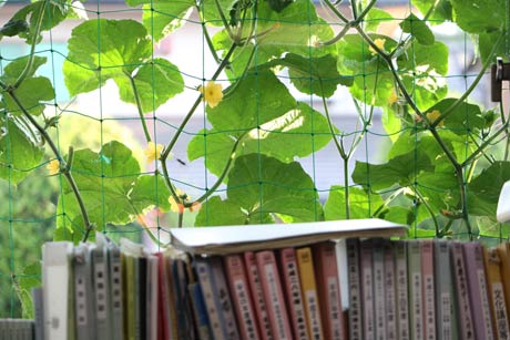 中央公民館のグリーンンカーテンはキュウリの黄色の花が咲いて目に涼しげ