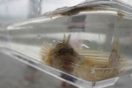 採取した生き物