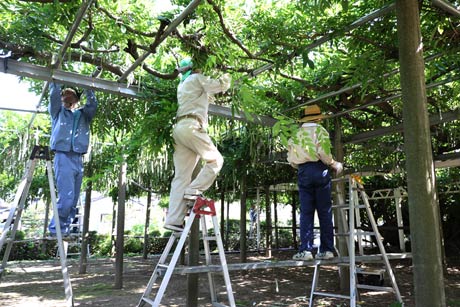 八王寺大白藤保勝会が「八王寺の白藤」の豆もぎ