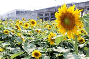 三条・燕土地区画整理事業で造成された三条燕インター近くの公園