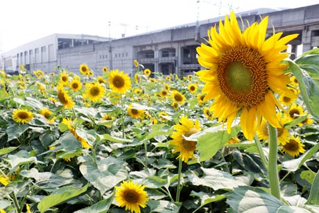 三条・燕土地区画整理事業で造成された三条燕インター近くの公園