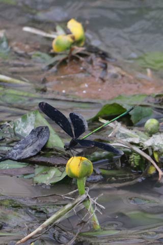 新通川に自生するコウホネの黄色い花にハグロトンボがとまる