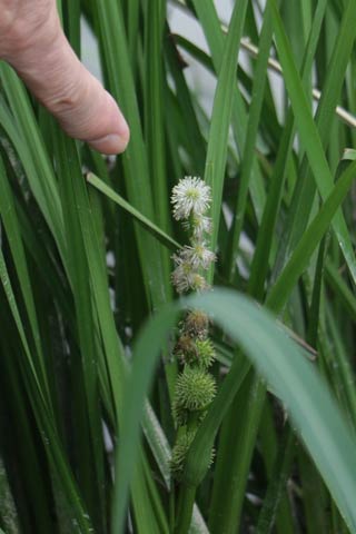 県が準絶滅危惧に指定するナガエミクリの白い花と下は緑の実
