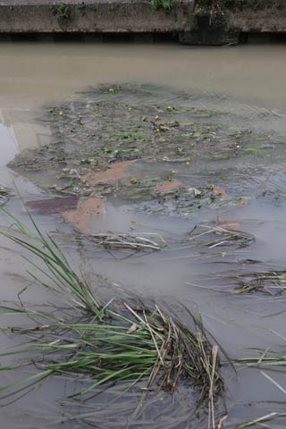 何気ない新通川の水草だが、手前がナガエミクリ、奥がコウホネ