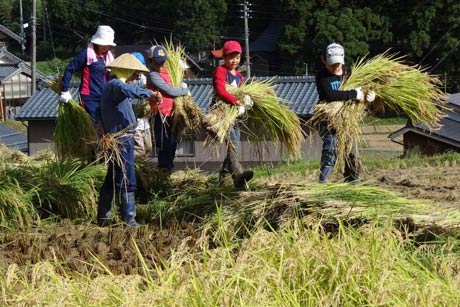 交流活動事業「コシヒカリ収穫体験 in 三条」で三条市を訪れた荒川区立第二峡田小児童が北五百川の棚田で稲刈り体験