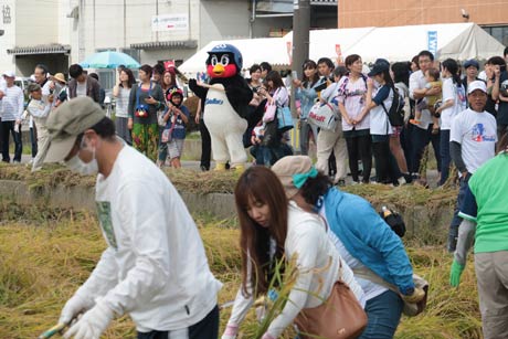 田んぼに入ってかまでイネを刈る参加者