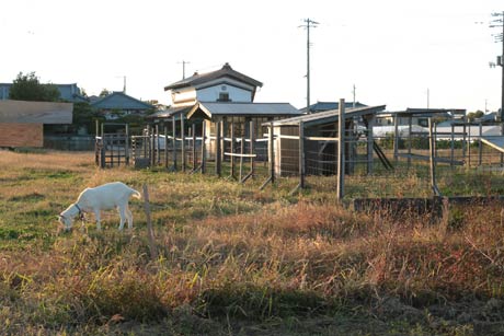 借りた土地はヤギの牧場のように