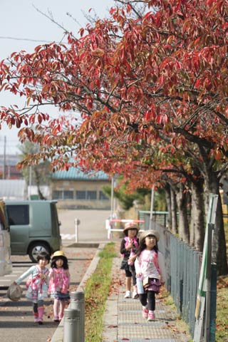 紅葉したサクラの木の下を歩く園児