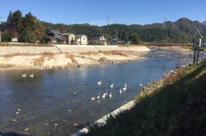 「しただブログ」に掲載された下田地区森町地内のハクチョウの飛来地に飛来したハクチョウ