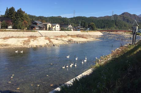 「しただブログ」に掲載された下田地区森町地内のハクチョウの飛来地に飛来したハクチョウ