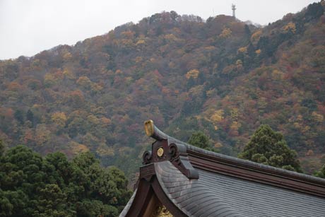 紅葉に染まる弥彦山