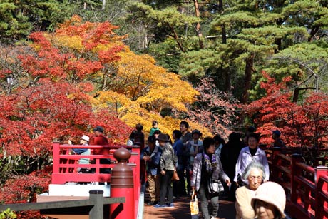 弥彦公園もみじ谷の観月橋と紅葉