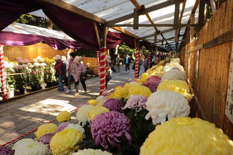 弥彦神社で開かれている弥彦菊まつり