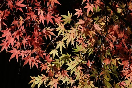 目の覚めるような鮮やかな色の紅葉