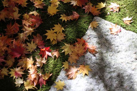  屋敷は紅葉が盛
