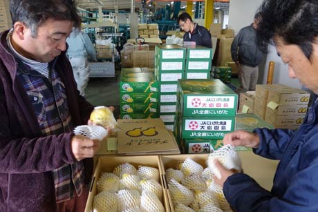 24日の「ル レクチエ」の販売解禁に向けて前日23日、出荷をスタートした三条市大島選果場
