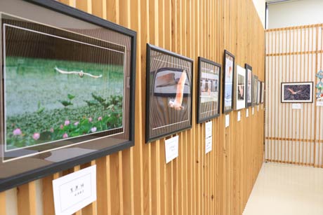 朱鷺写真展