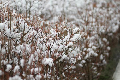  燕市役所のドウダンツツジは枝にもちを刺したように雪が積もる
