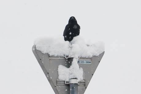  雪をかぶった交通標識の上にカラス