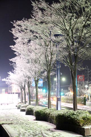 三条・燕インター付近の真っ白に雪化粧した街路樹