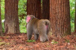 弥彦村に出没するサルを燕市の写真愛好家が撮影