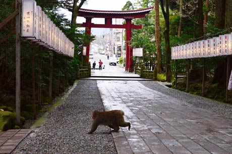 参道を横切るサル、服部さんから10メートルほどの所を悠然と歩く