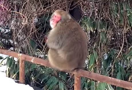 動画で撮影された燕市国上に現れたサル
