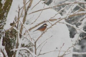 冬の護摩堂山のヤマガラ