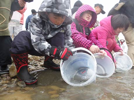 五十嵐川にサケの稚魚を放流する笹岡小児童