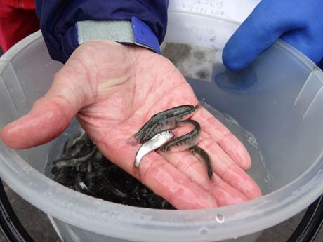 放流した稚魚