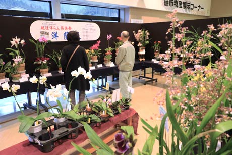 道の駅国上のふれあいパーク久賀美で初めての開かれている燕市洋らん愛好家作品展