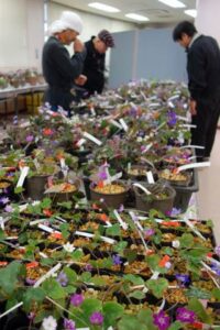 13日に三条パール金属スタジアムで第17回雪割草展示会