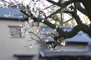 三条市下須頃地内でほころび始めたウメ