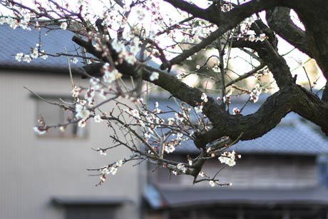 三条市下須頃地内でほころび始めたウメ