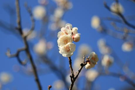 22日、青空の下で咲く本成寺の白梅
