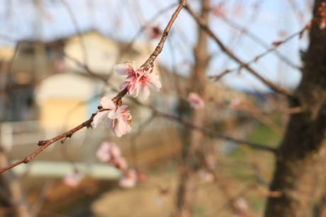 三条ものづくり学校の敷地内で咲いていた四季咲きと思われるサクラ