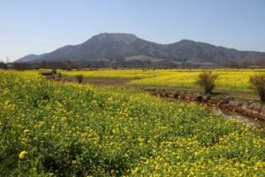 上堰潟公園は角田山を背景に菜の花の黄色いじゅうたんが広がる