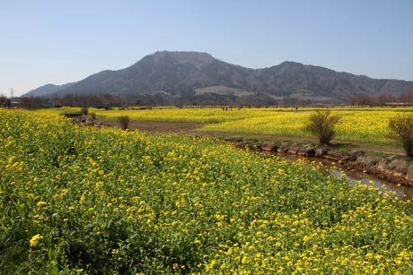 上堰潟公園は角田山を背景に菜の花の黄色いじゅうたんが広がる