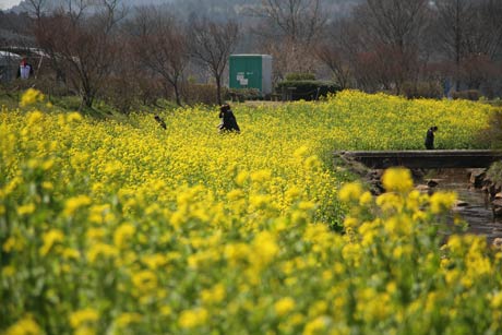 波のよううに風に揺れる菜の花