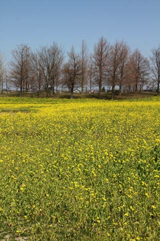 波のよううに風に揺れる菜の花