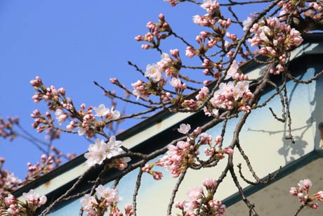  三条市まちなか交流施設「ステージえんがわ」で咲いたサクラ